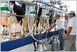 Produtores de leite com acesso facilitado ao PDR 202